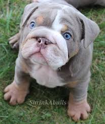 I would like to introduce you to our lilac tri, english bulldog named chance! Pin En Bulldog Cuties