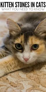 Kidney stones are a common heath issue among all cat breeds. What You Need To Know About Kidney Stones In Cats