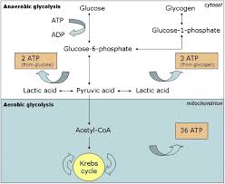 They also prevent protein from being used as an energy source and enable fat metabolism, according to iowa state university. Carbohydrate And Fat Utilization During Rest And Physical Activity European E Journal Of Clinical Nutrition And Metabolism