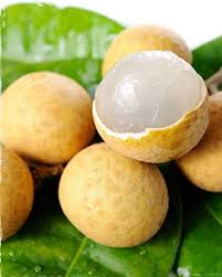 Check 'kucing' translations into english. Buah Mata Kucing Dalam Bahasa Inggris Seputar Buah