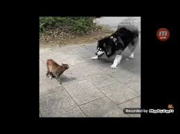 Konusan Kediler 12 En Komik Kedi Videolari Youtube