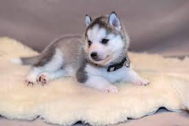 If none of these breeders satisfy your needs then maybe you would be interested in checking our comprehensive list of pomsky breeders in. Siberian Husky Magicdreams Breeder Eleveurs Ca