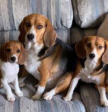 Light themes are typically recommended when it comes to coding at daylight. Pin On Beagles