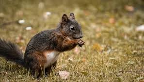 You need to identify the burrows as fumigation is mostly handled by pest technicians. How To Get Rid Of Squirrels Control Prevention Guide