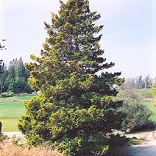 Image result for Chamaecrista plumosa