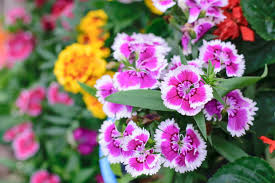 Check spelling or type a new query. Ces Jolis Arbustes Et Plantes Qui Ne Craignent Pas Le Gel