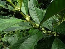 Image result for Pauridiantha