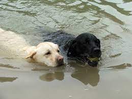 Labrador Retriever Rasseportrait Aus Der Sicht Des Hundehalters Planet Hund