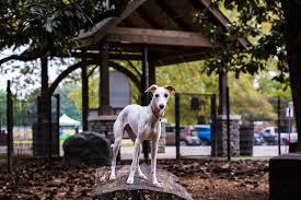 Noda bark and board charlotte has over 30,000 square feet of indoor and outdoor play space for dog day care and large dog suites for overnight boarding. Overton Bark Re Opens Overton Park