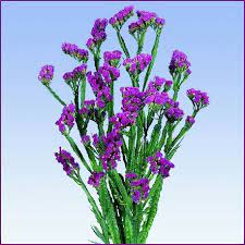 Limonium Beltraad Flores