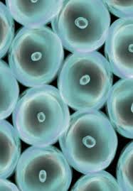 Cell tissue is taken from a living organism. History Of Cell Culture Intechopen