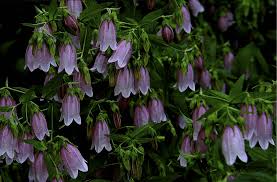 Image result for Nierembergia hippomanica