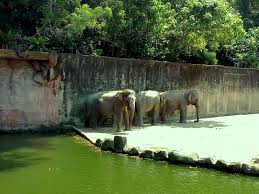 Zoo taiping) is a zoological park located at bukit larut, taiping, perak, malaysia. Penang Food For Thought Zoo Taiping Night Safari