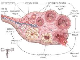 Understanding What The Ovaries Do
