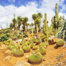 In the home garden, a cactus plant's. Gobi Desert Plants Gardenerdy
