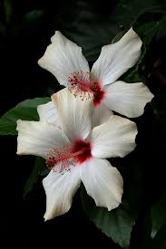 Hibiscus By Herb Knufken Flower Beauty Pretty Flowers Beautiful Flowers