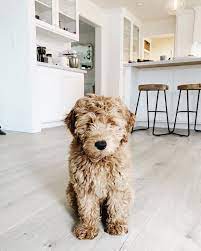 8 Things To Know About The Miniature Goldendoodle Miniaturegoldendoodle Cutepuppies Goldendoodle Dogbeast Family Friendly Dogs Goldendoodle Puppy Dog Friends