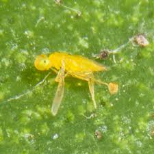Scale insects are landscape pests that thrive in our warm, dry, california environment. California Red Scale Control Parasitic Wasp Associates Insectary