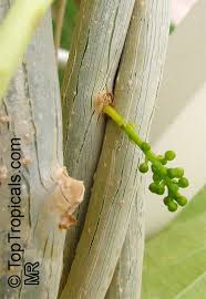 Image result for Tinospora tenera