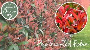 Johnsonsofwhixley Author At Commercial Nursery Johnsons Of Whixley Home Johnsons Of Whixley