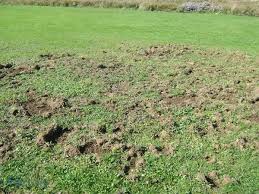 How To Get Rid Of Skunks Natural Non Lethal Methods Predator Guard Predator Deterrents And Repellents