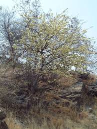 Image result for Albizia anthelmintica