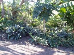 Image result for Trevesia