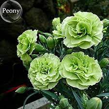 Solution Seeds Farm Rare Beautiful Green Carnation Flowers 50 Seeds Heirloom Mother S Flowers Green Carnation Carnation Plants Flower Seeds
