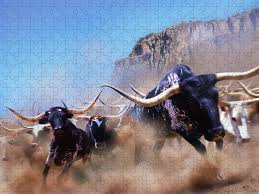 Longhorn Cattle Running, California ...