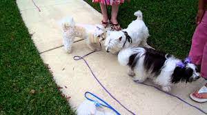 Available havanese puppies for sale in punta gorda, fl centrally located between port charlotte and ft. Havanese Maltese Lowchen Mix Westi Neighborhood Meet N Greet On Walk Youtube
