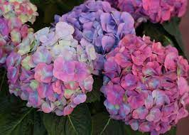 Hydrangeas Hydrangea Colors Hydrangea Varieties Hydrangea Color Change