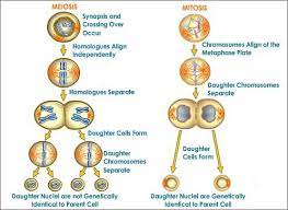 Mitosis Meiosis Mitosis Vs Meiosis