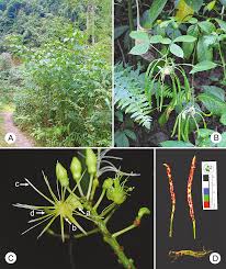 Image result for Ritchiea capparoides