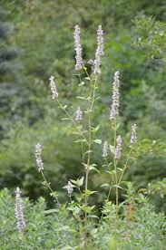 Image result for Hippocratea graciliflora