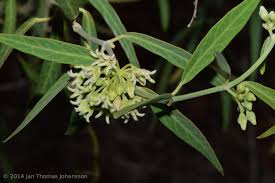 Image result for Cynanchum obtusifolium