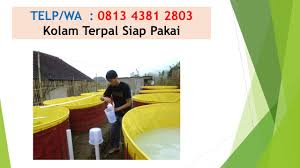 Kolam Terpal Ikan Lele Kolam Terpal Ikan Koi Kolam Terpal Ikan Nila Kolam Terpal Ikan Mas Kolam Terpal Ikan Patin Kolam Terpal Ikan Gurame Kolam Terp Kolam