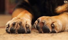 Often these injuries are infected injuries from fleas or other animals. Swollen Paws In The Dog Causes And Treatment Pets4homes