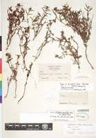 Image result for Otiophora caerulea