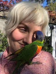 Tame lorikeet with missing toe found in North Epping