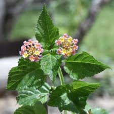 Image result for Lantana rugosa