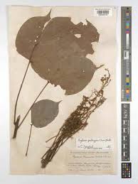 Image result for Agelaea pentagyna