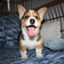 The welsh corgi is a loving and affectionate breed who will be a puppy at heart for its entire life. Mini Welsh Corgi Puppies For Sale Usa Uk Canada Australia