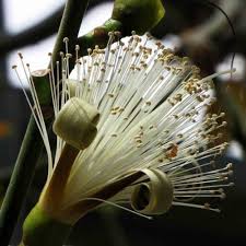 Image result for Pseudobombax