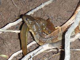 Snake Eats Fish Animals Snake Fish