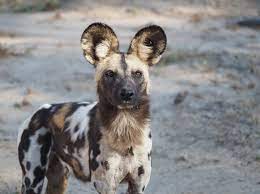 Chicago — the brookfield zoo virtually debuted seven african painted dog puppies in late april during a facebook live event, and now they're asking the public to help name one of the puppies. African Wild Dogs Guide Species Facts Habitat And Why They Re Endangered Discover Wildlife