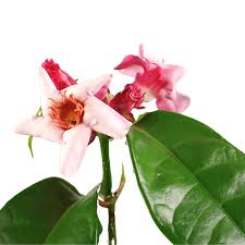 Image result for Strophanthus nicholsonii