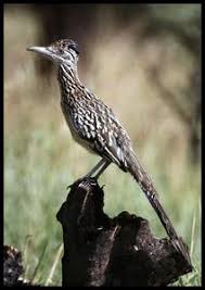 We did not find results for: New Mexico State Bird Greater Roadrunner