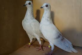 Budapester hochflieger weiß, budapest highflyer white, haut volant de budapest blanc, altovolante di budapest bianco Wiener Hochflieger Deutscher Hochflug Club Verband Deutscher Rassetaubenzuchter E V