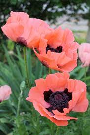 Poppies My Dear Poppies Flower Garden Images Poppy Flower Flower Pictures