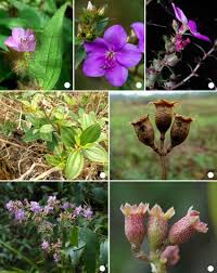 Image result for Melastomataceae